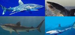 Tipos de tiburones