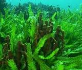 Tipos de algas