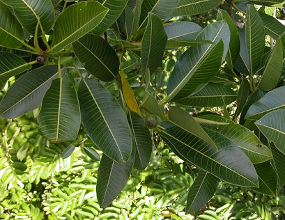 Tipos de ficus