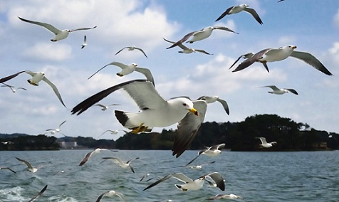 Tipos de gaviotas