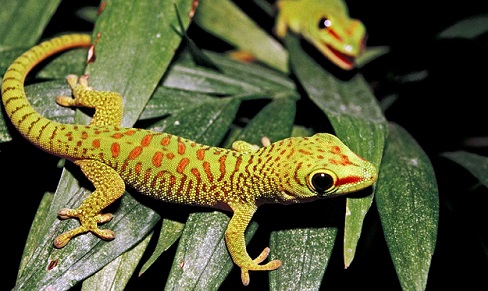 Tipos de geckos