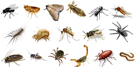 Tipos de invertebrados