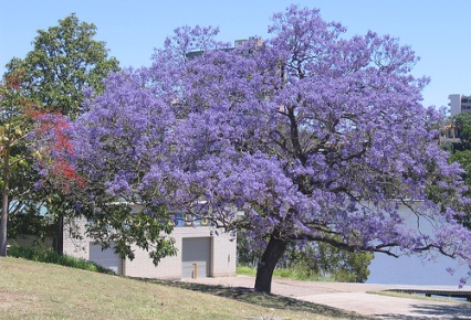 Tipos de jacarandá