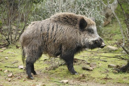 Tipos de jabalí