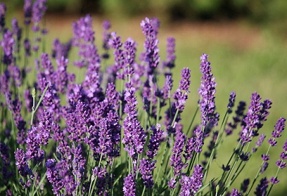 Tipos de lavanda