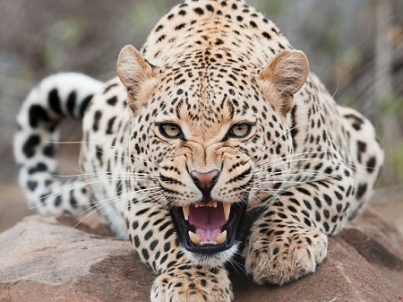 Tipos de leopardos