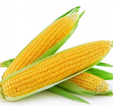 Tipos de maíz