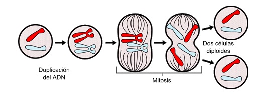 Tipos de mitosis