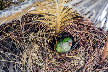 Tipos de nidos